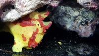 Frogfish