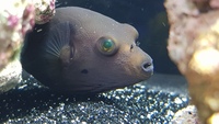 Dogface Puffer