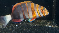 Harlequin Tusk