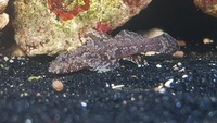 Paddelfin Goby