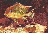 SOLD-Geophagus red head Tapajos pair 5inch in Leeds--ono £50