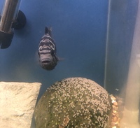 Flowerhorn & Cichlids