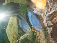 Breeding pair of dolphin cichlids