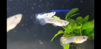 Guppy Hybrids