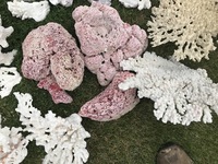 Genuine dead coral