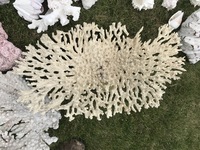 Genuine dead coral
