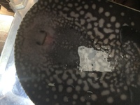 Male Austrian black diamond stingray
