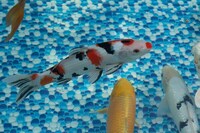 Various Quality Koi for Sale