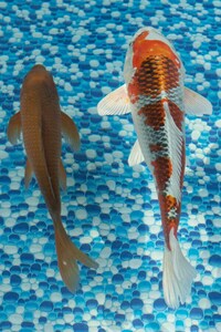 Various Quality Koi for Sale