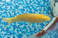 Various Quality Koi for Sale