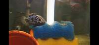 Rare cichlids available, making room in fish house for new projects