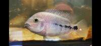 Rare cichlids available, making room in fish house for new projects