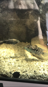Cichlids For Sale Coventry