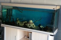 5ft x 1.5ft x 2.5ft Tank full set-up £150