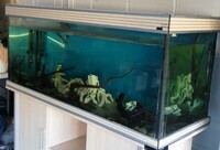 5ft x 1.5ft x 2.5ft Tank full set-up £150