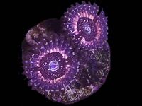 Zoas