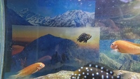 5ft tank, tropheus and other tanganyikans
