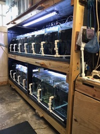 Fish House/Fish Room Aquarium Racking/Unit. 14 Tank Tropical Fish Breeding Setup £800