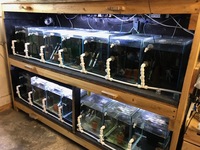 Fish House/Fish Room Aquarium Racking/Unit. 14 Tank Tropical Fish Breeding Setup £800