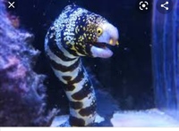 Snowflake moray eel Stoke on trent