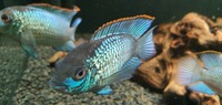 Electric blue acaras x 3, breeding trio £20