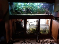 6 foot fish tank, cabinet and sump for sale
