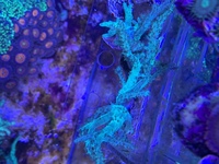 ++RARE++ ULTRA GREEN SINULARIA CORAL.