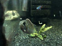 Pair of Ivanacara Adoketa for sale,