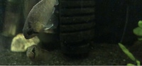 Pair of Ivanacara Adoketa for sale,