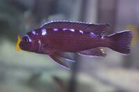 Wet Pets Solihull Have stunning Malawi Juvies for sale some rarer ones and a good size a must see li