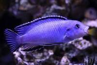 Wet Pets Solihull Have stunning Malawi Juvies for sale some rarer ones and a good size a must see li