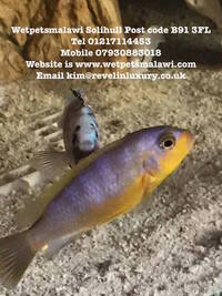 Wet Pets Solihull Have stunning Malawi Juvies for sale some rarer ones and a good size a must see li
