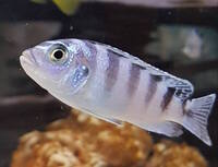 Wet Pets Solihull Have stunning Malawi Juvies for sale some rarer ones and a good size a must see li