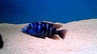 Wet Pets Solihull have yet again another fantastic offer of 20 Malawi Haps and Aulonacaras for sale.