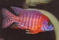 Wet Pets Solihull have yet again another fantastic offer of 20 Malawi Haps and Aulonacaras for sale.