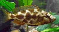 Wet Pets Solihull have yet again another fantastic offer of 20 Malawi Haps and Aulonacaras for sale.