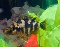 WET PETS SOLIHULL Haplochromis milomo Super VC-10 hap 3 - 5 cm