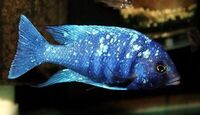 WET PETS SOLIHULL. Placidochromis Phenochilus Tanzania Star Sapphire
