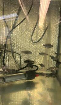 WET PETS SOLIHULL. Placidochromis Phenochilus Tanzania Star Sapphire