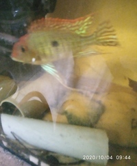 SOLD-Geophagus red head Tapajos pair 5inch in Leeds--ono £50