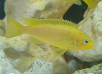 African Mbuna cichlids for sale