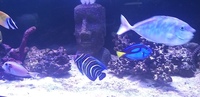 Large marine fish rock and skimmers