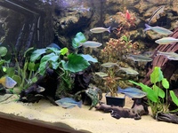 Looking to rehome my Tropical fish including a stunning L190 Royal Pleco