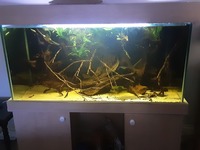 Fw aquarium set up. 48 inch x 24inch tall x 20 inch back to front , 350 litre