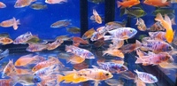 Malawi cichlids peacocks