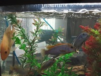 Adult Malawi cichlids for sale £5 each Bedfordshire