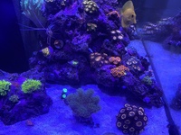 LC Petroglyph Zoas for sale/swaps