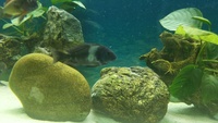 tropheus duboisi maswa F1