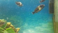 tropheus duboisi maswa F1