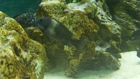 tropheus duboisi maswa F1